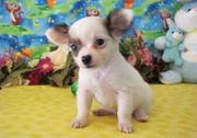 chihuahua puppies for good homes
