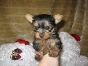 Yorkie puppies for new homes