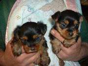Male & Female Tea Cup Yorkie Puppies